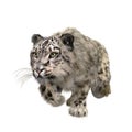 Snow Leopard stalking prey. 3D illustration isolated on white Royalty Free Stock Photo