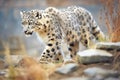 snow leopard stalking prey in himalayan terrain