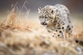 snow leopard stalking prey in himalayan terrain Royalty Free Stock Photo