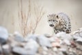 snow leopard stalking prey in rocky terrain Royalty Free Stock Photo