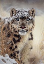 Snow leopard stalks out snowstorm: top rated portrait cartoon animal dusting stunningly tibetan sabertooth kitty cat kitten