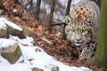 snow leopard stealthily stalking a mountain goat Royalty Free Stock Photo