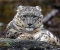 Snow leopard on the stone 4 Royalty Free Stock Photo