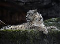 Snow leopard on the stone 9 Royalty Free Stock Photo
