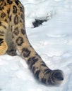 The snow leopard tail Royalty Free Stock Photo