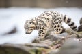 snow leopard tail swishing over icy rocks Royalty Free Stock Photo