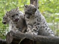 Snow leopard, Uncia uncia, three chicks Royalty Free Stock Photo
