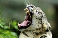 Snow Leopard (Uncia uncia)