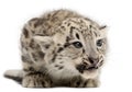 Snow leopard, Uncia uncia or Panthera uncial Royalty Free Stock Photo