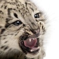 Snow leopard, Uncia uncia or Panthera uncial Royalty Free Stock Photo