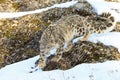 Snow leopard walking in mountains