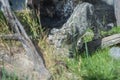 Snow leopard walking through vegetation