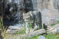 Snow leopard walking through vegetation