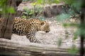 Snow Leopard walking in zoo Royalty Free Stock Photo