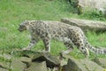 Snow leopard Royalty Free Stock Photo