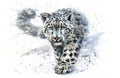 Snow leopard Royalty Free Stock Photo