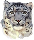 Snow leopard watercolor painting