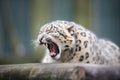 snow leopard yawning, showing teeth