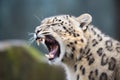 snow leopard yawning, showing teeth