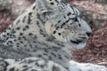 snow leopard - zoo - france Royalty Free Stock Photo