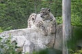 snow leopard - zoo - france Royalty Free Stock Photo