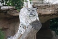 snow leopard in a zoo (france) Royalty Free Stock Photo