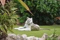 Snow leopard at the zoo Royalty Free Stock Photo