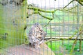 snow leopard in zoo or nature centre Royalty Free Stock Photo