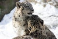 Snow Leopards Royalty Free Stock Photo