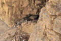 Snow leopards pair mating near a cave at Kibber, Spiti valley of Himachal Pradesh, India Royalty Free Stock Photo