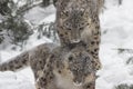 Snow Leopards Royalty Free Stock Photo