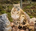 Snow Leopards