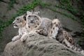 Snow Leopards (Uncia uncia) Royalty Free Stock Photo