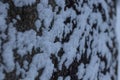 Snow lieing on a stone. Ice growing on stone.