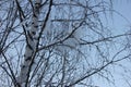 Snow lies on birch branches against the evening winter sky Royalty Free Stock Photo