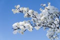 Snow lies on a branch of apple blossoms on a background of blue sky