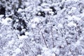 The snow lies on a bush in the winter Royalty Free Stock Photo