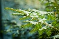 Snow lies on a fir-tree branch in a sunny day Royalty Free Stock Photo