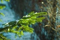 Snow lies on a fir-tree branch in a sunny day Royalty Free Stock Photo