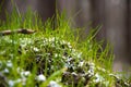 Snow lies on the first green spring grass in the forest. Unexpected snow in early spring. Royalty Free Stock Photo