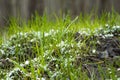 Snow lies on the first green spring grass in the forest. Unexpected snow in early spring. Royalty Free Stock Photo