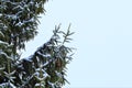 Snow on thegreen branches