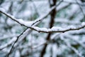 Snow lies on thin branches. Winter mood. The first snow