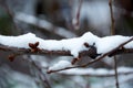 Snow lies on thin branches. Winter mood. The first snow