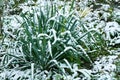 Snow lies on yucca leaves. Winter mood. The first snow