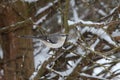 Mockingbird sitting in tree in with snow