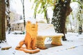 Snow on the lion sculpture in the park. Winter background, selective focus