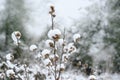 Snow on little dry fruits of plant on ege of forest, seed head covered with snow