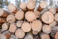 Snow log stack lumber in winter.