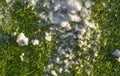 Snow lying on the green artificial grass